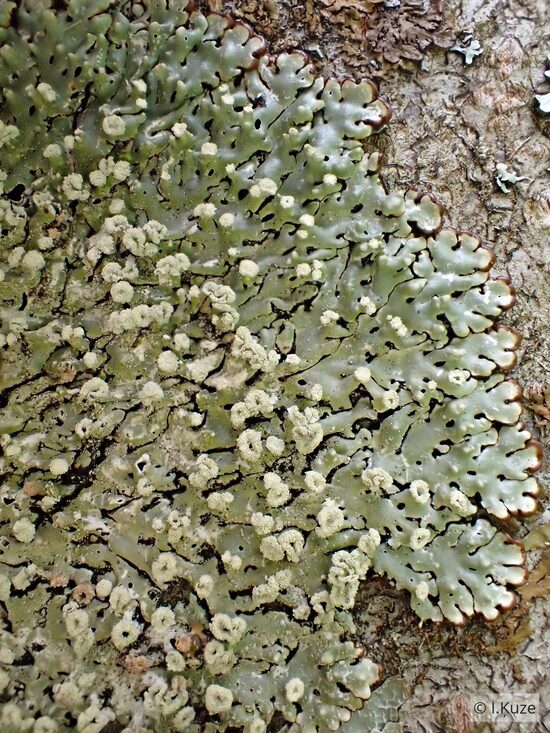 Menegazzia terebrata