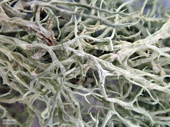 Evernia divaricata