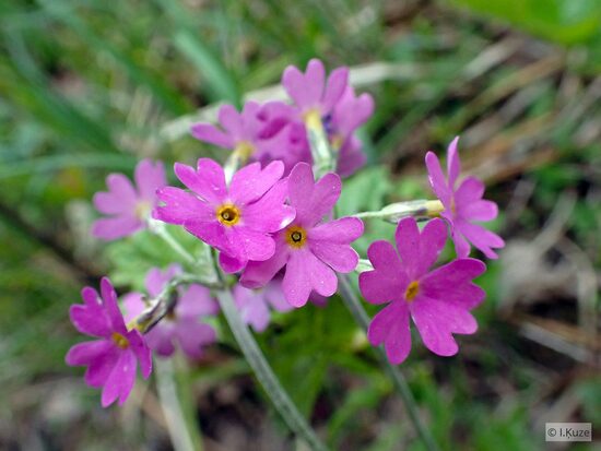 Primula farinosa