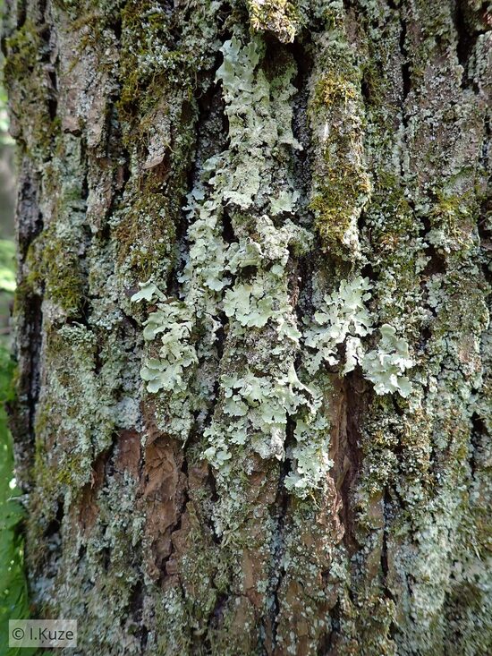 Flavoparmelia caperata