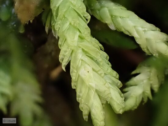 Plagiothecium undulatum