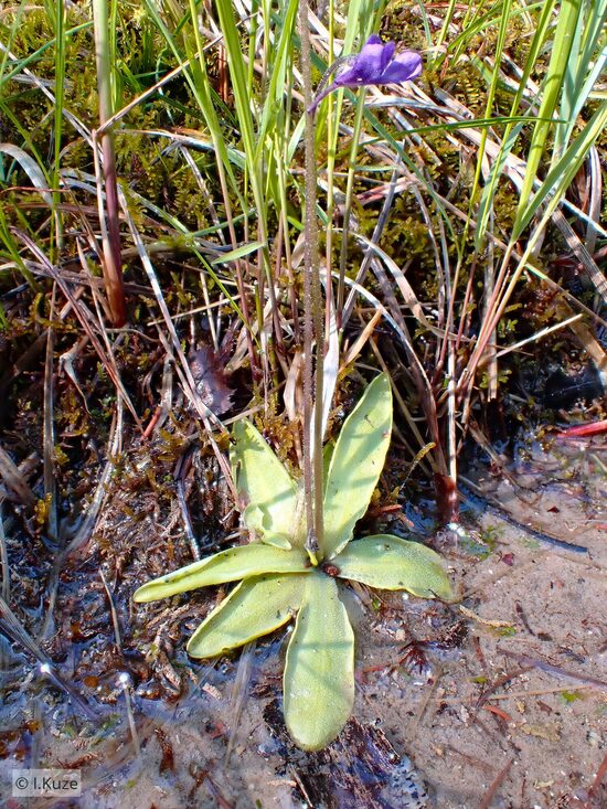 Pinguicula vulgaris
