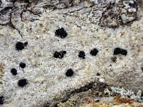 Arthonia arthonioides