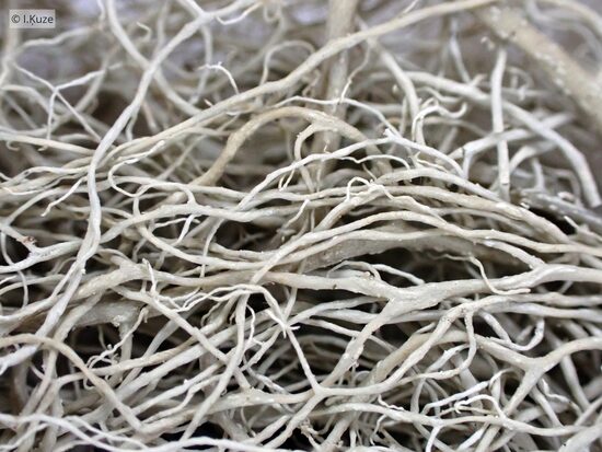 Alectoria sarmentosa