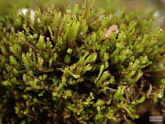 Crossocalyx hellerianus