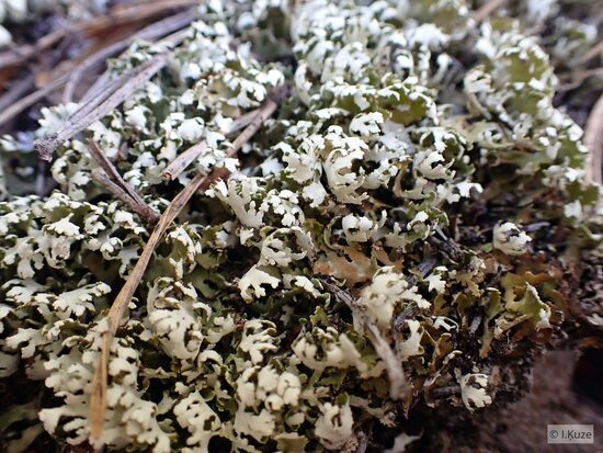 Cladonia foliacea