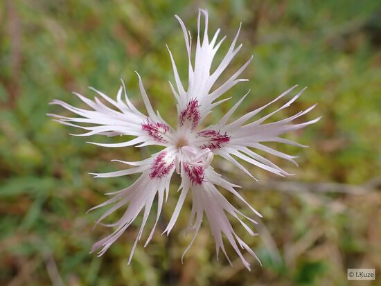 Dianthus arenarius
