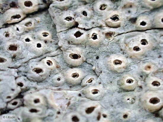 Thelotrema lepadinum