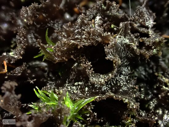 Leptogium lichenoides