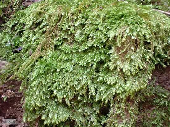 Taxiphyllum wissgrillii