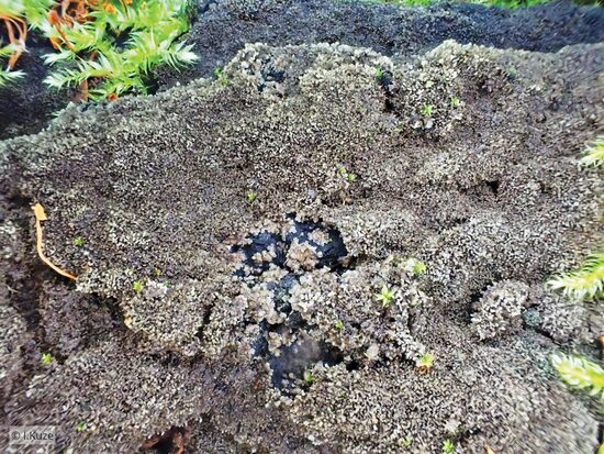 Parmeliella triptophylla