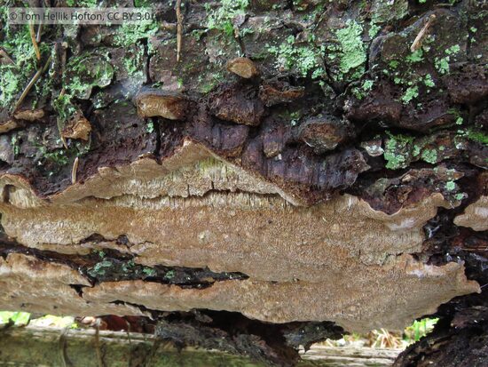 Phellinus viticola