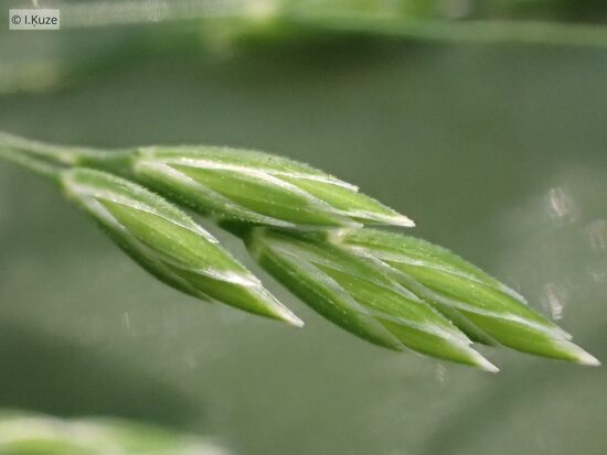 Poa remota