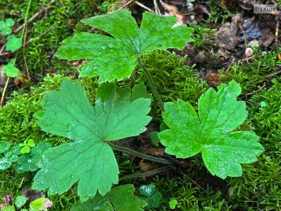 Ranunculus lanuginosus