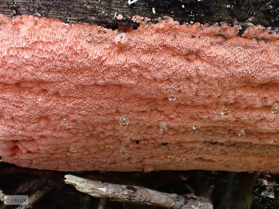 Rhodonia placenta
