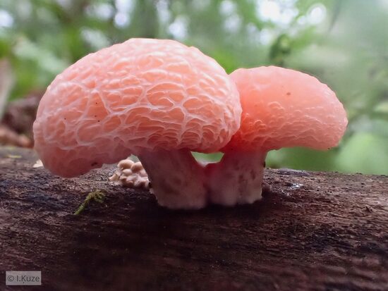 Rhodotus palmatus