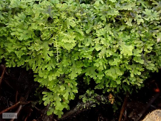 Riccardia multifida