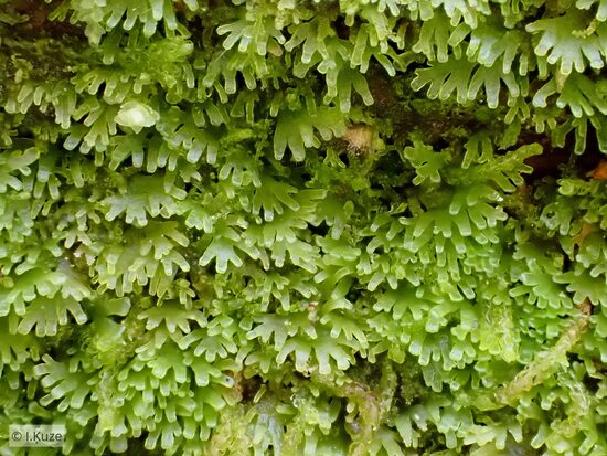 Riccardia palmata