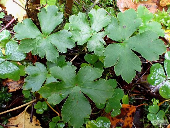 Sanicula europaea
