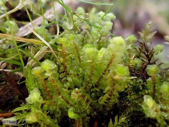 Scapania irrigua