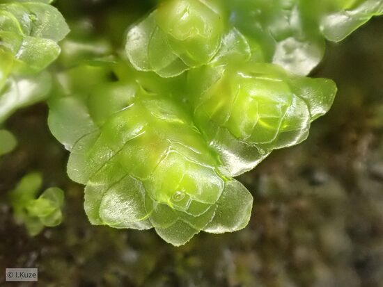 Scapania undulata