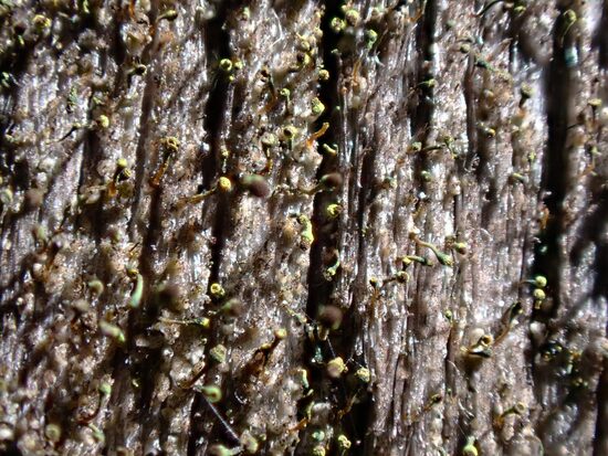 Chaenotheca phaeocephala