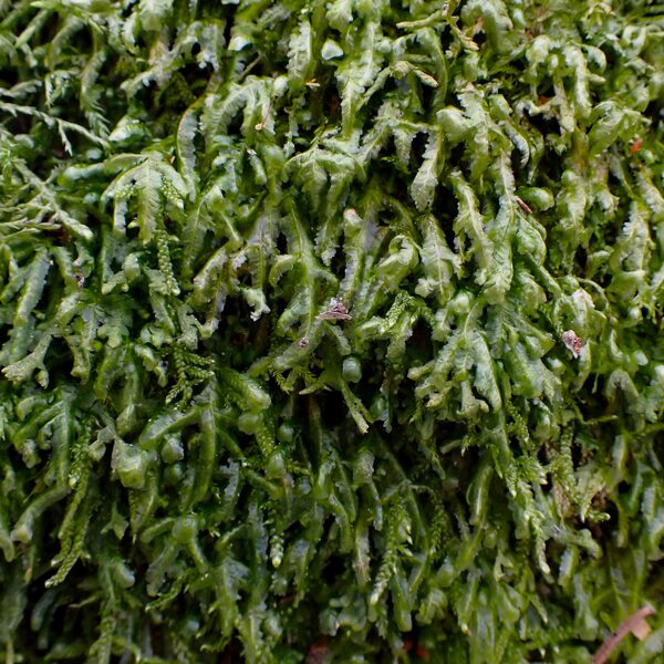 Tievā gludlape Homalia trichomanoides