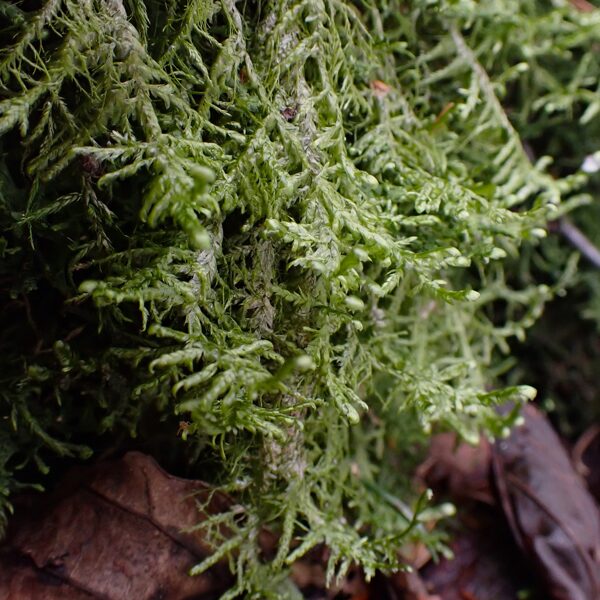 Gludā nekera Alleniella complanata