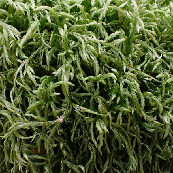 Lapsastes vienādvācelīte Isothecium alopecuroides