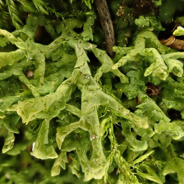 Plakanlapu porenīte Porella platyphylla