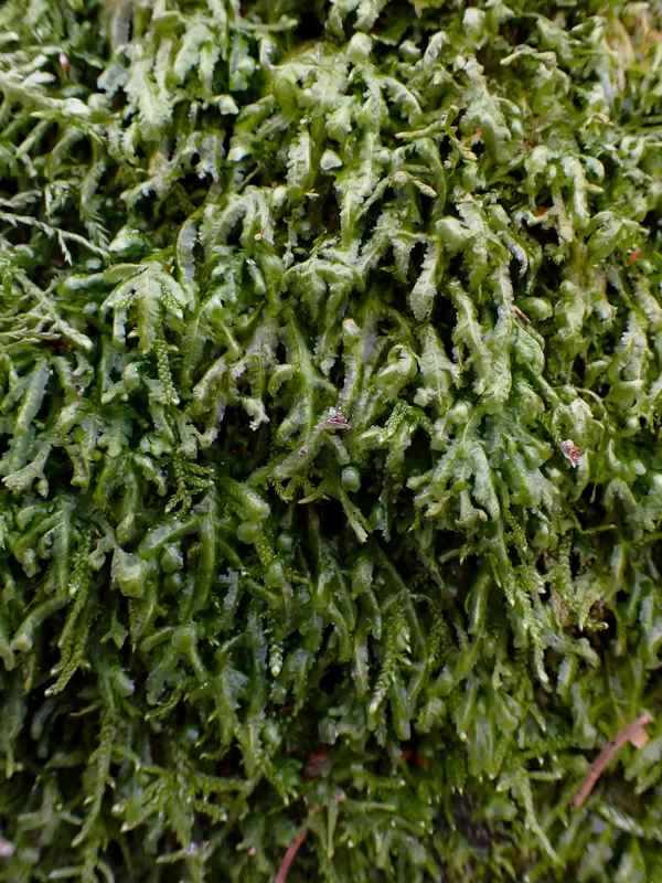 Tievā gludlape Homalia trichomanoides