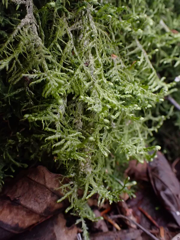 Gludā nekera Alleniella complanata