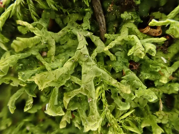 Plakanlapu porenīte Porella platyphylla