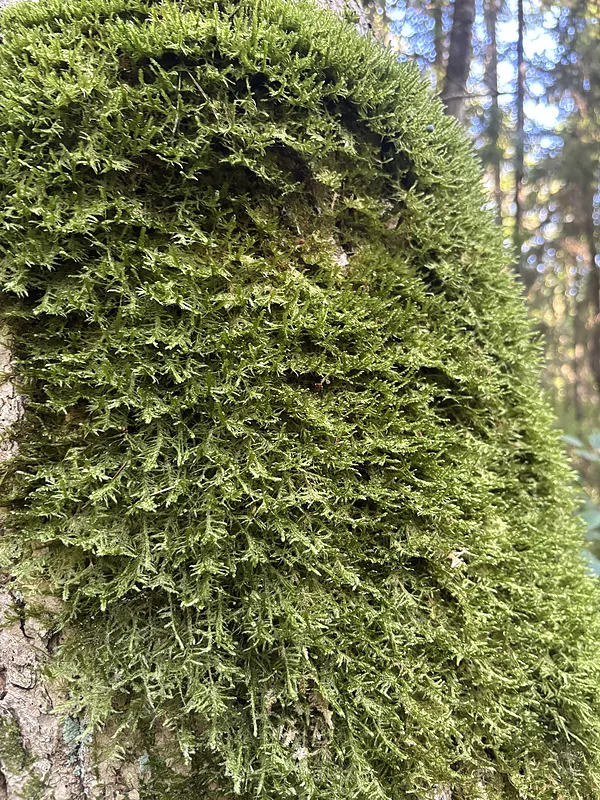 Gludā nekera Alleniella complanata
