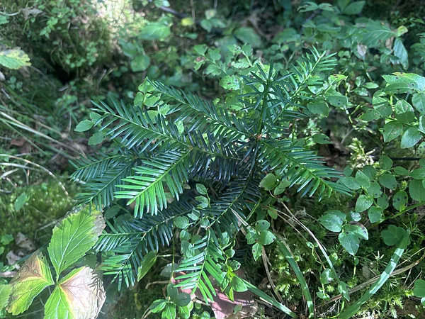 Parastā īve Taxus baccata