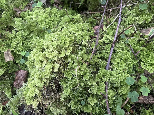 Tūbainā bārkstlape Trichocolea tomentella