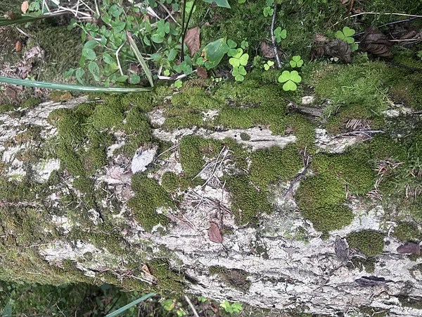 Klints pārzobe Zygodon rupestris