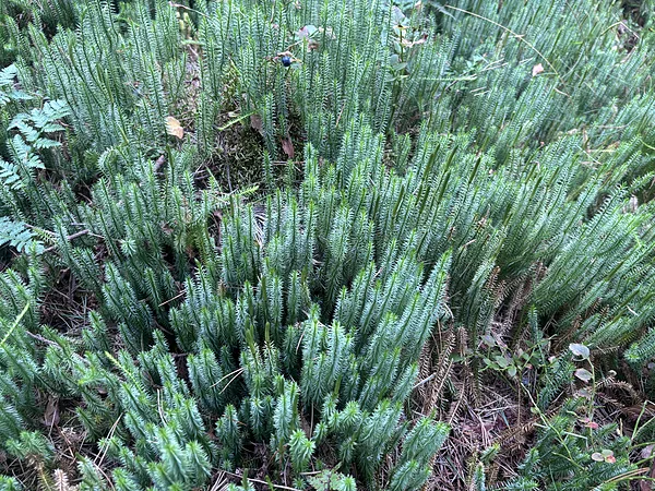 Gada staipeknis Lycopodium annotinum