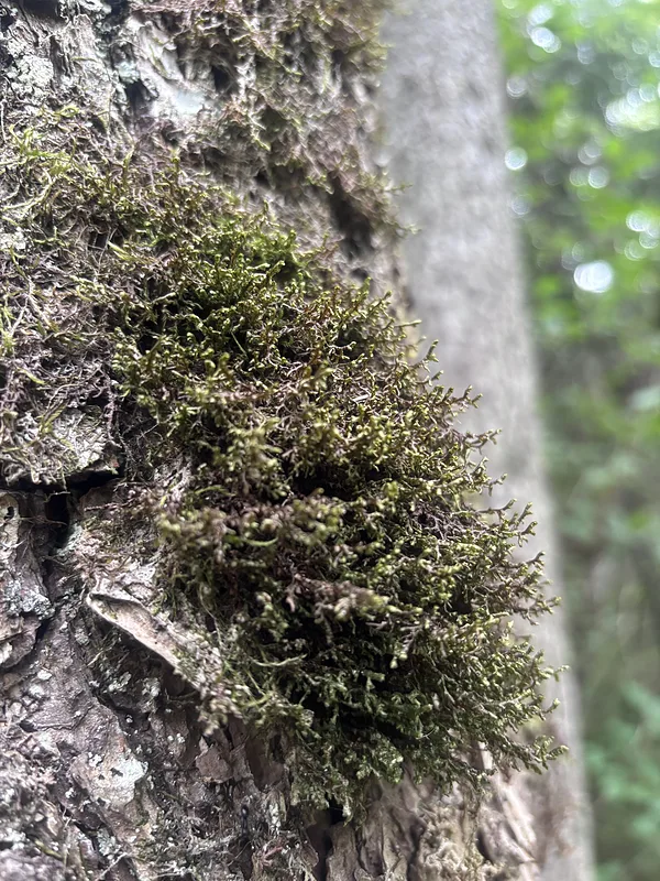 Tamariska frulānija Frullania tamarisci