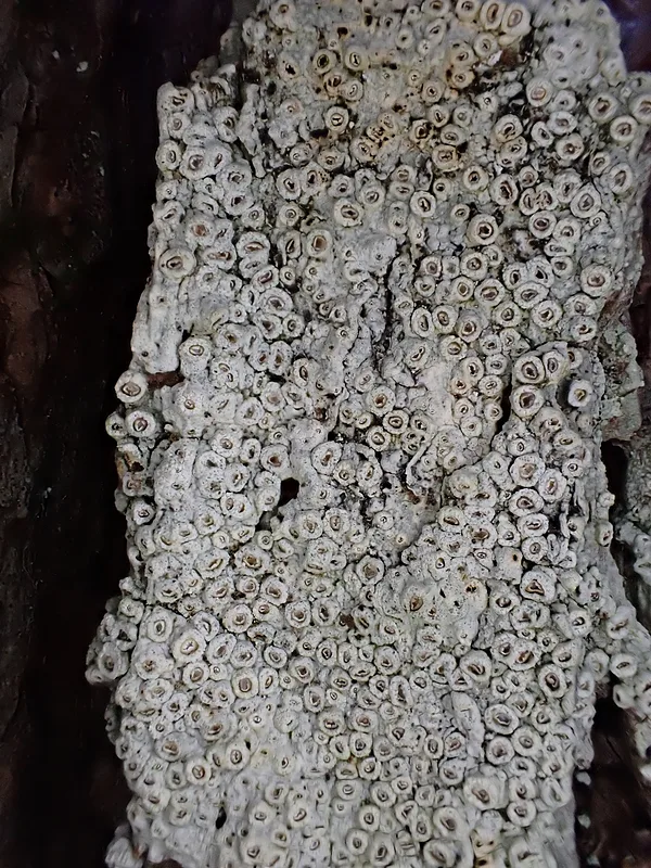 Zvīņainā telotrēma Thelotrema lepadinum