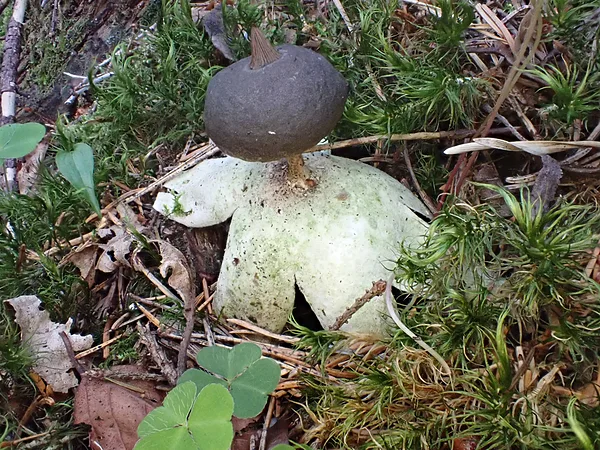Sekstainā zemeszvaigzne Geastrum pectinatum
