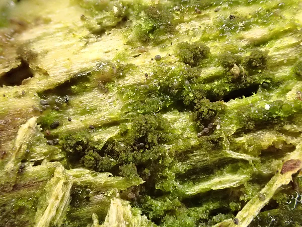 Zaļā buksbaumija Buxbaumia viridis (protonēma)