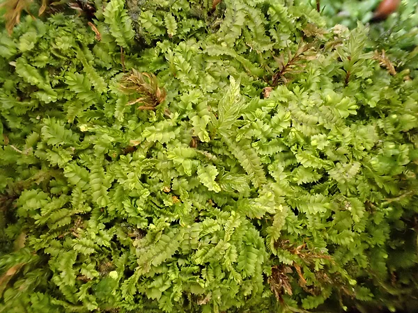 Smaržīgā zemessomenīte Geocalyx graveolens