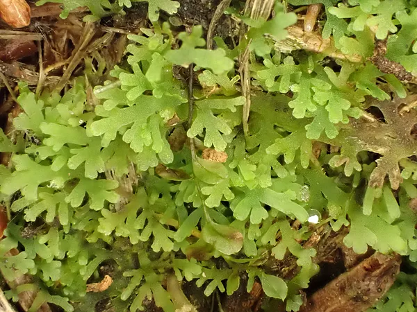 Daudzzaru rikardija Riccardia multifida