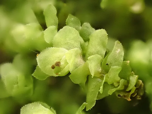 Birztalas lāpstīte Scapania nemorea