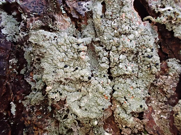 Asinssārtais mikoblasts Mycoblastus sanguinarius